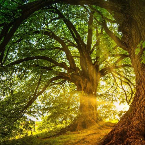 Mana Spirits - Spirituele coaching en energetische begeleiding - Breathwork sessie